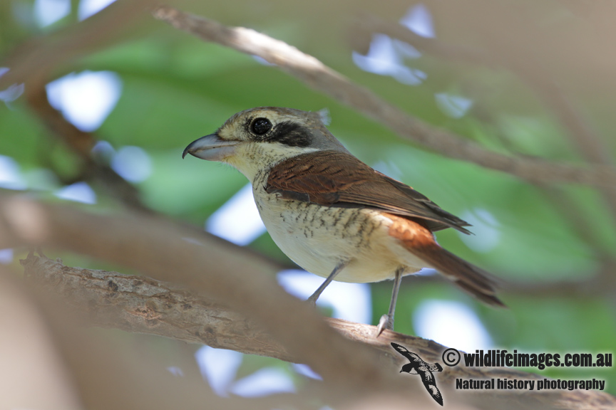 Tiger Shrike 3439.jpg