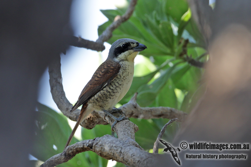 Tiger Shrike 7694.jpg