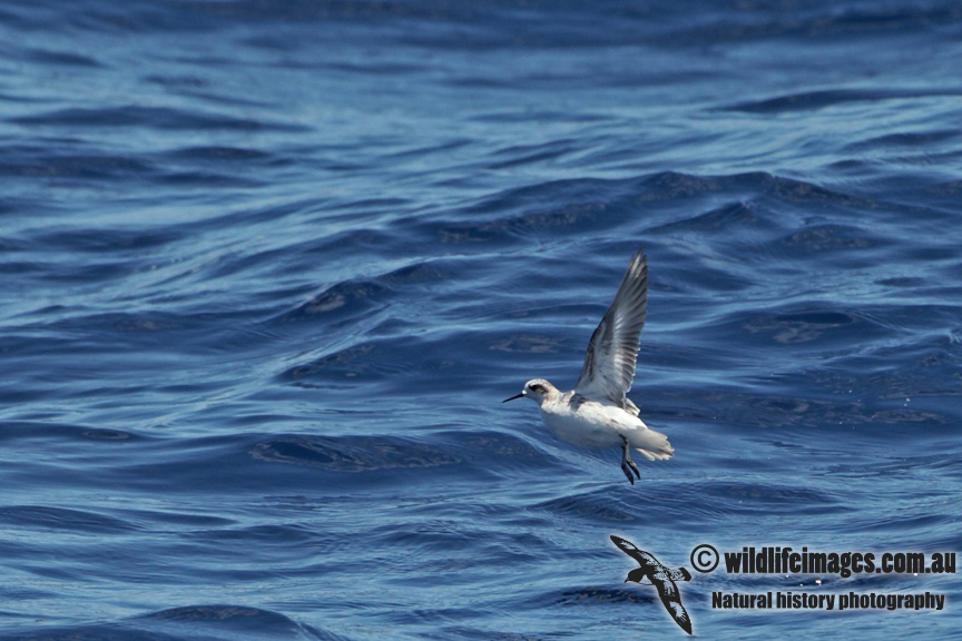 Red-necked Phalarope a8683.jpg