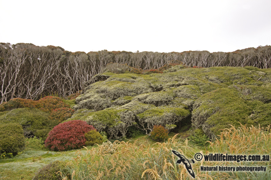 Auckland Island a8486.jpg