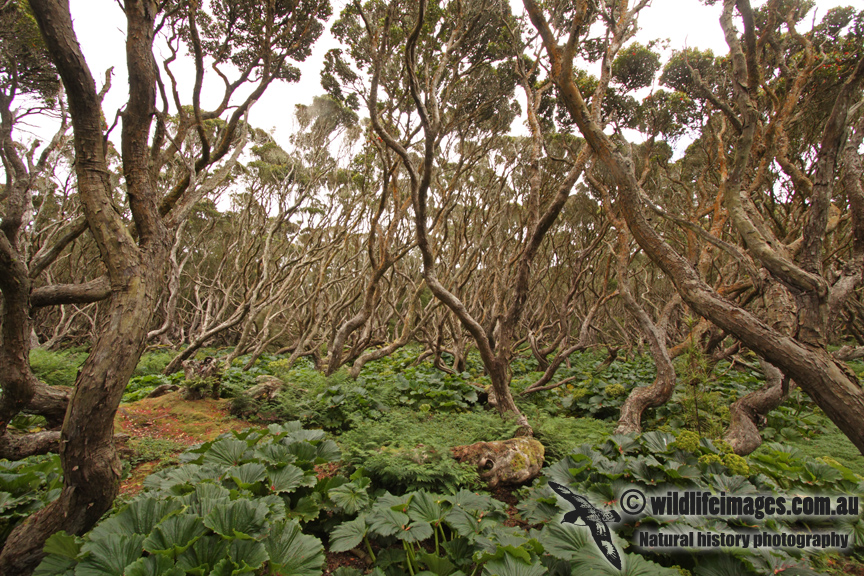 Auckland Island a8500.jpg