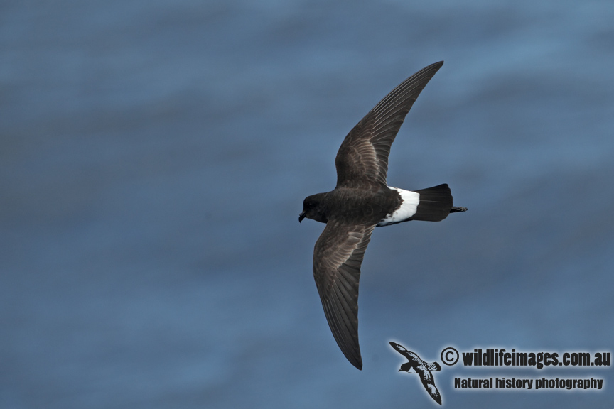 New Zealand Storm-Petrel a1092.jpg