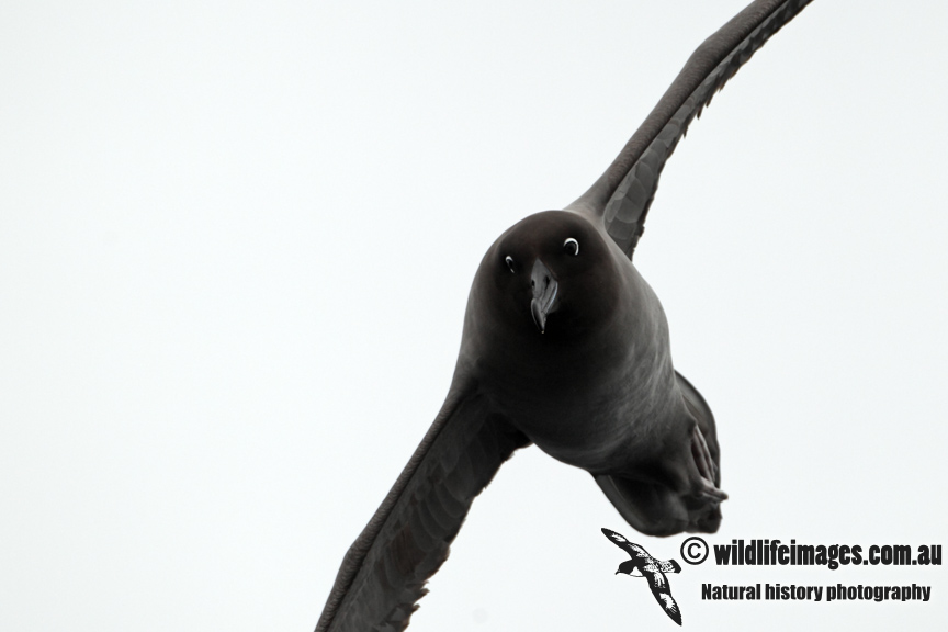 Light-mantled Sooty Albatross a5831.jpg