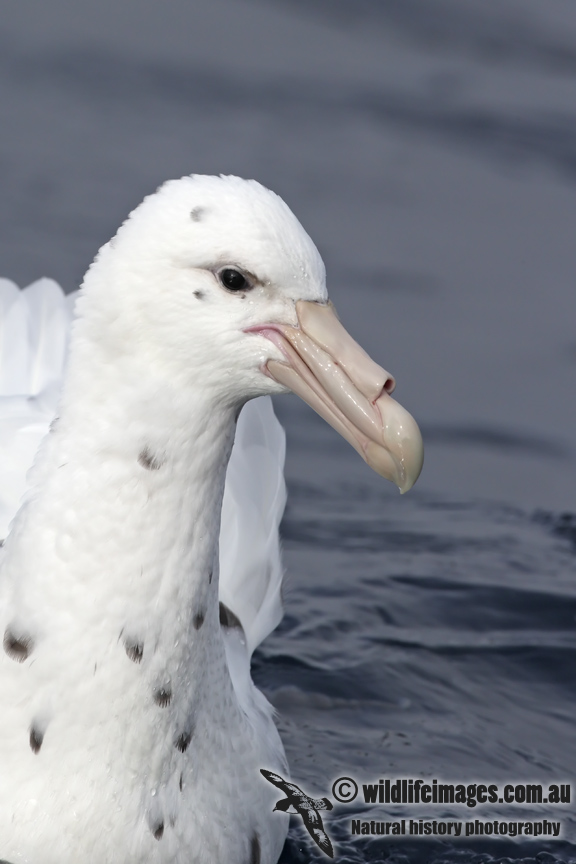 Southern Giant-Petrel 2959.jpg