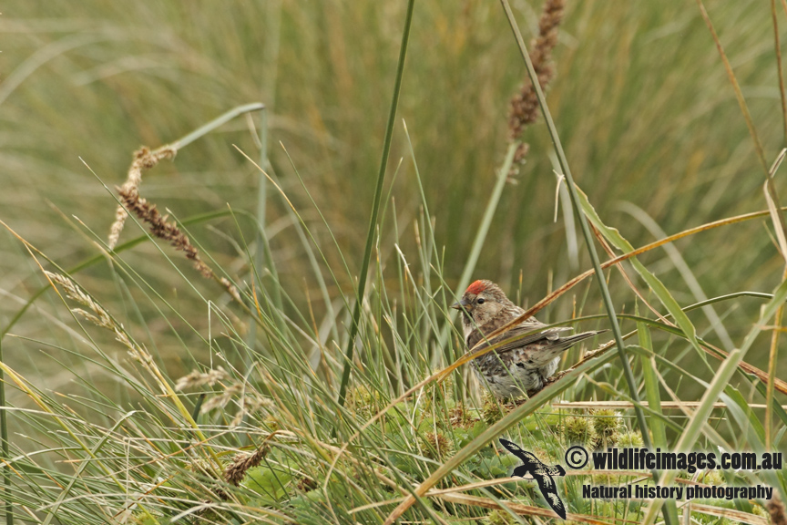 Common Redpoll a8247.jpg
