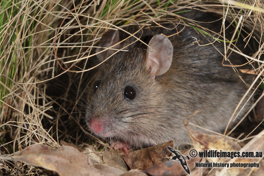 Hastings River Mouse