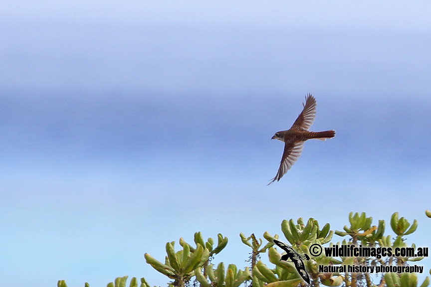 Tiger Shrike a8203.jpg