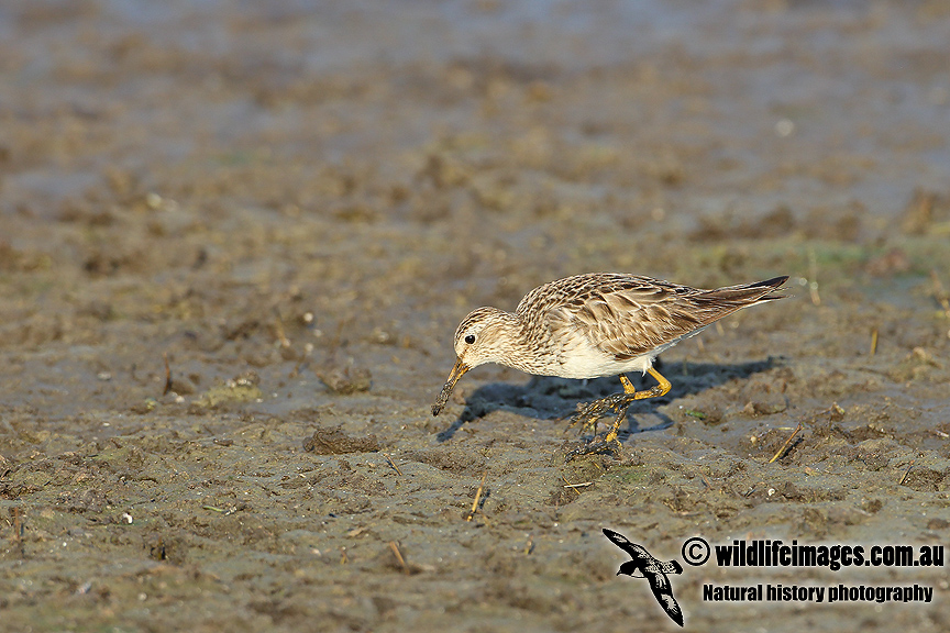 Pectoral Sandpiper a5600.jpg