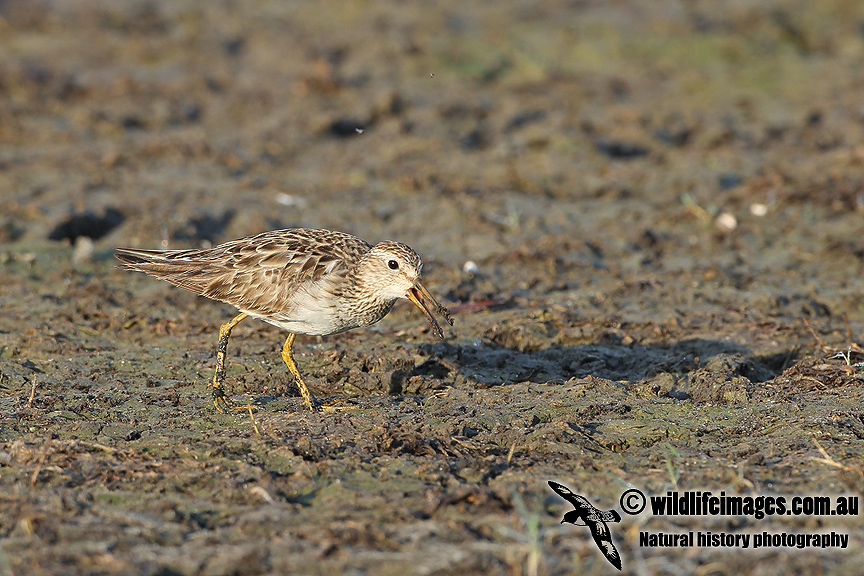 Pectoral Sandpiper a5703.jpg