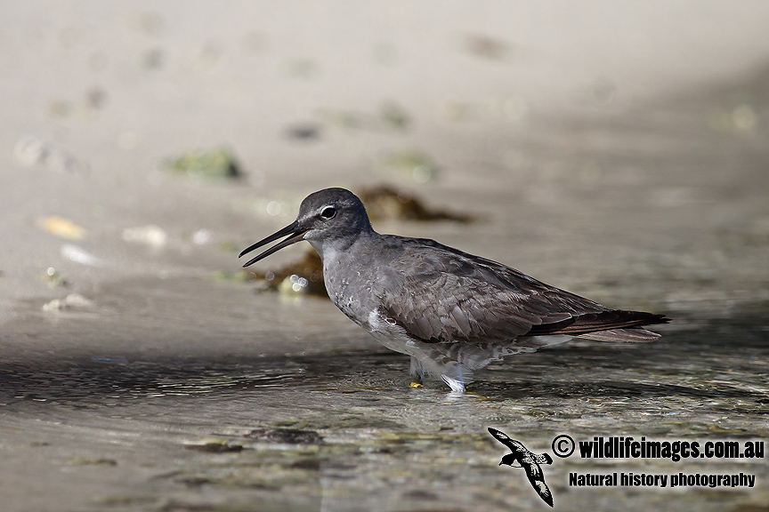 Wandering Tattler a7971.jpg