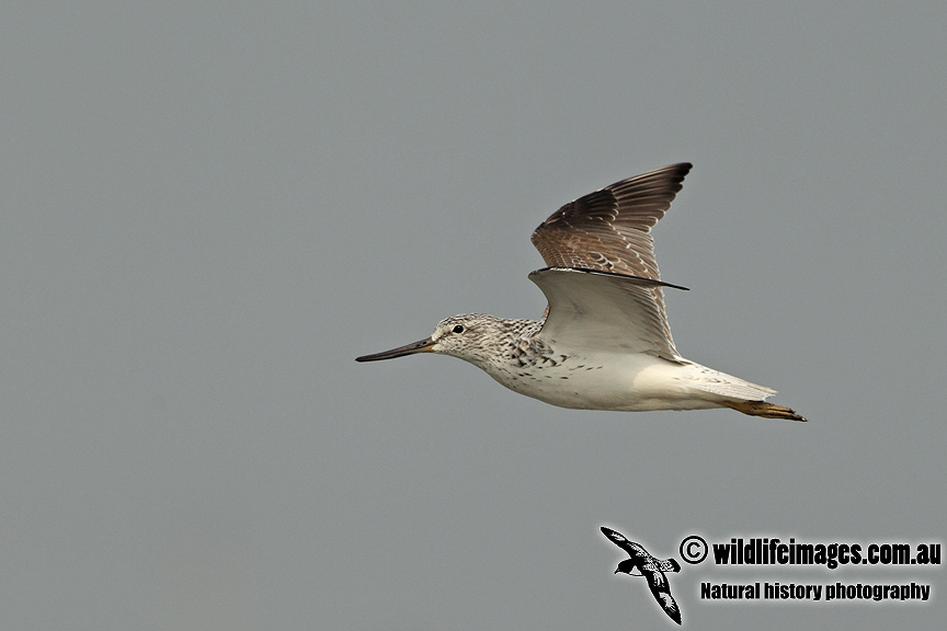 Nordmanns Greenshank a0188.jpg