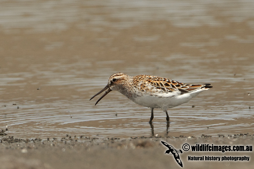 Broad-billed Sandpiper a4063.jpg