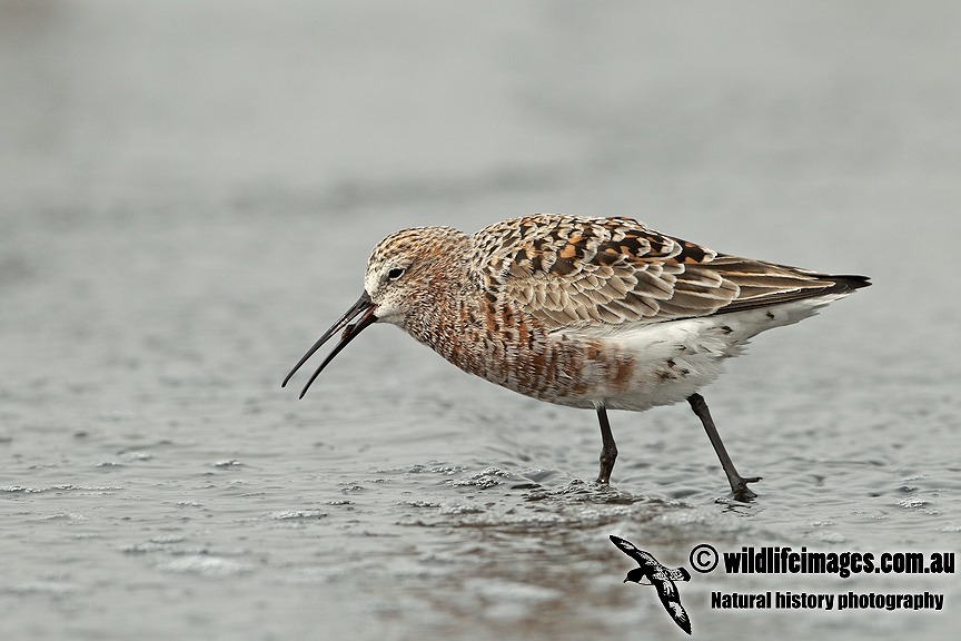 Curlew Sandpiper a1521.jpg