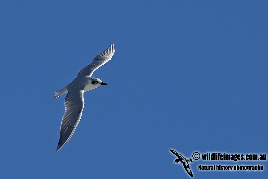 Gull-billed Tern a8518.jpg