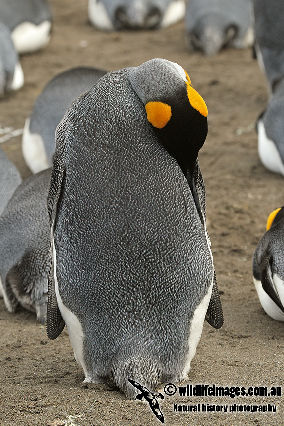 King Penguin a5300.jpg