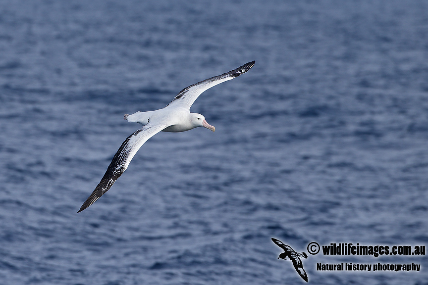 Wandering Albatross a6478.jpg