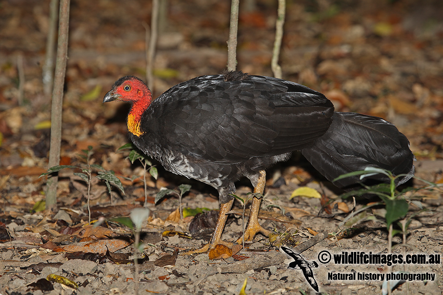 Australian Brush-turkey a3638.jpg