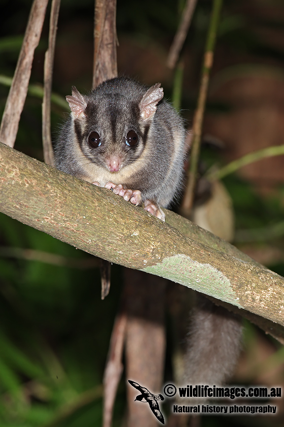 Leadbeaters Possum 8727.jpg