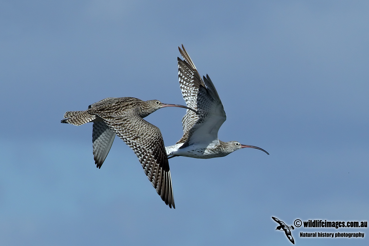 Eurasian Curlew 4114.jpg