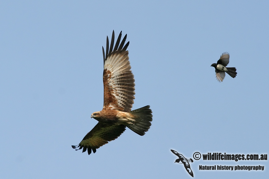 Brahminy Kite 9778