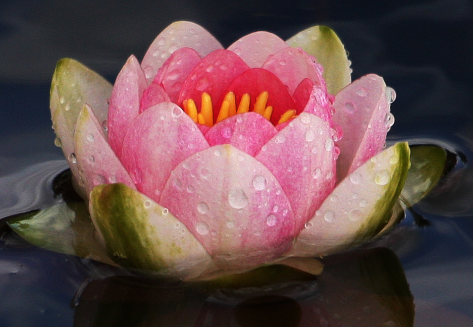 water lilly 3