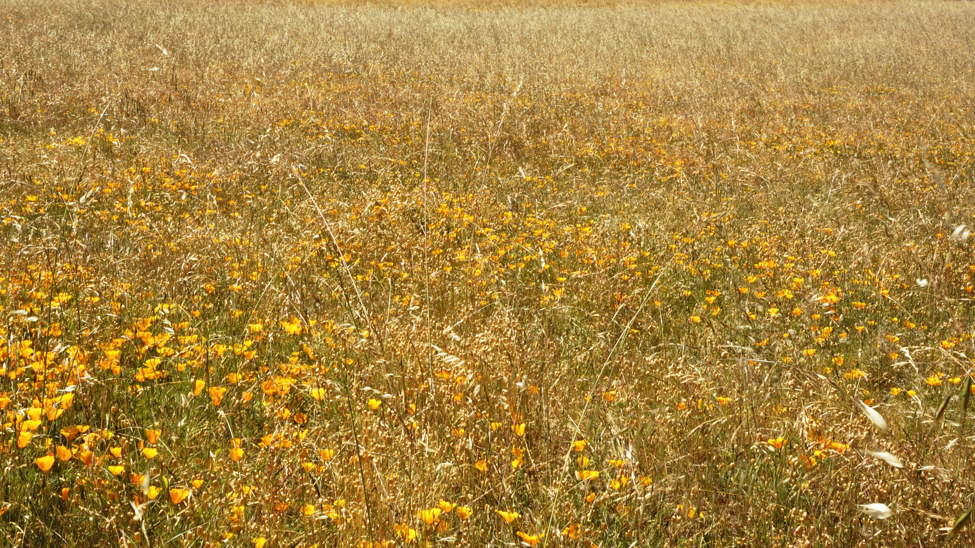 Field of California Poppies