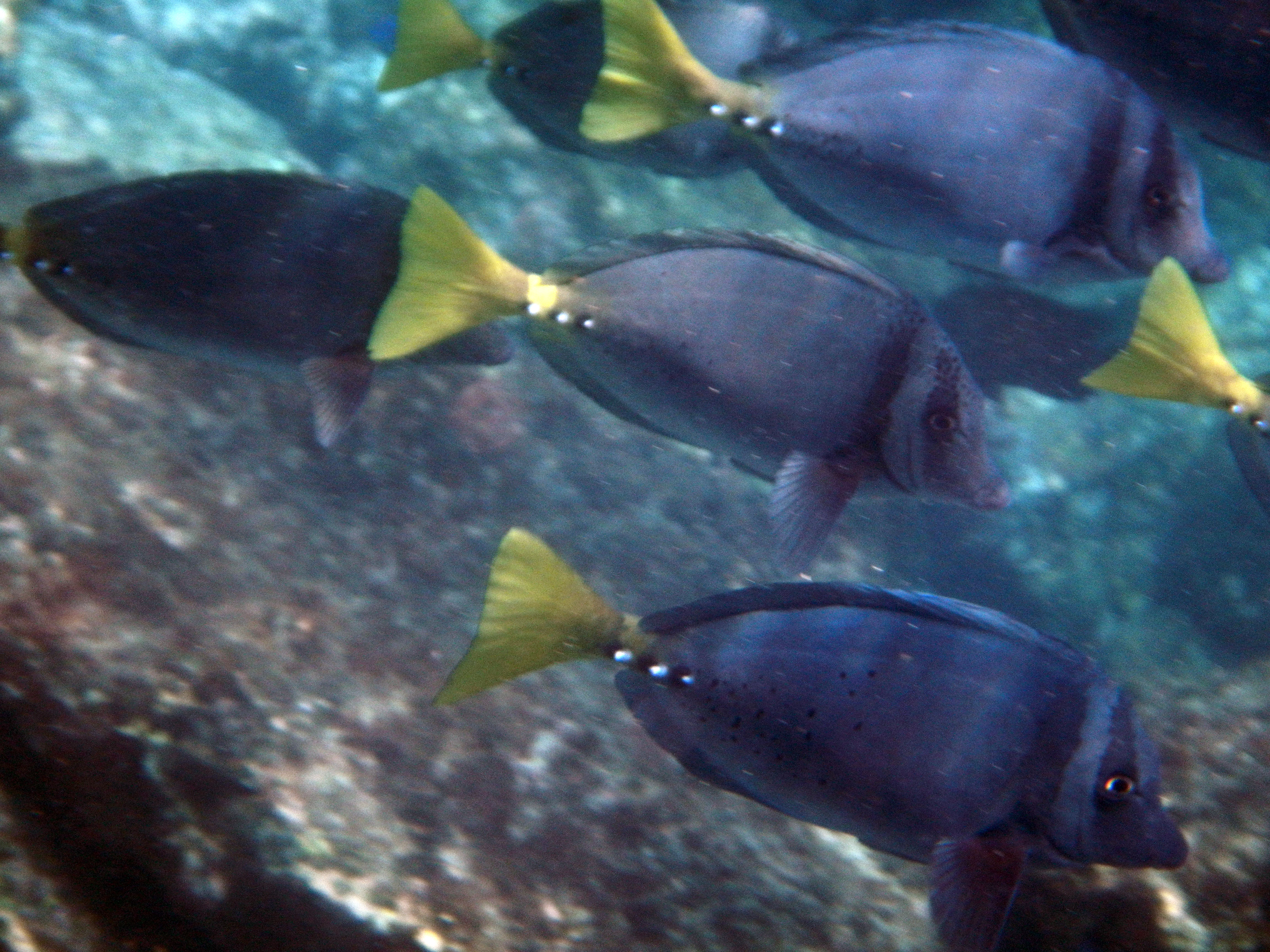 Fish2.JPG