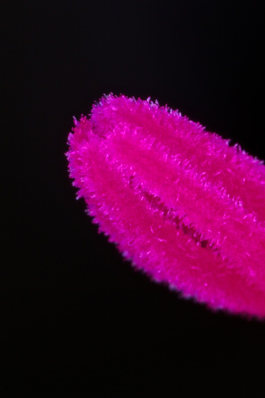 Pistil 4x