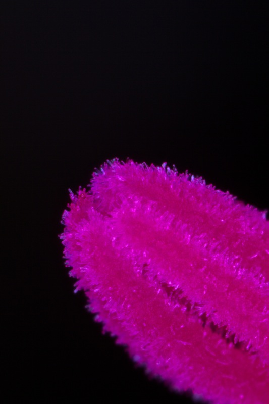 Pistil 5x