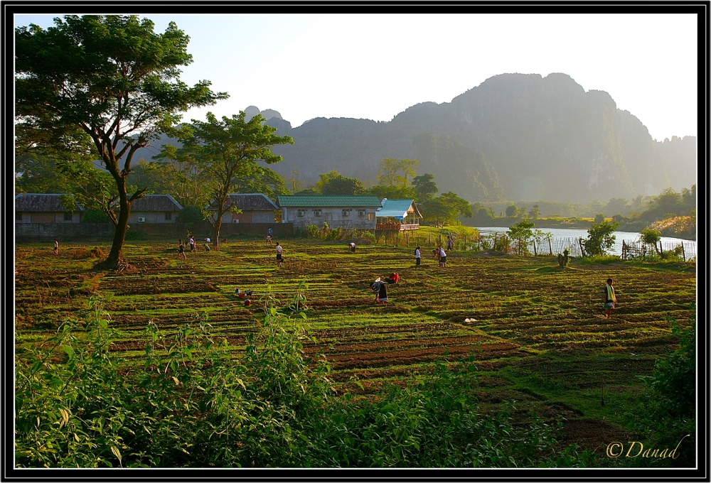 Working in the Fields at Sunset. Vang Vieng. 