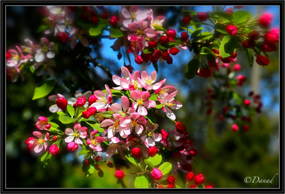 Blooming Apple Tree.
