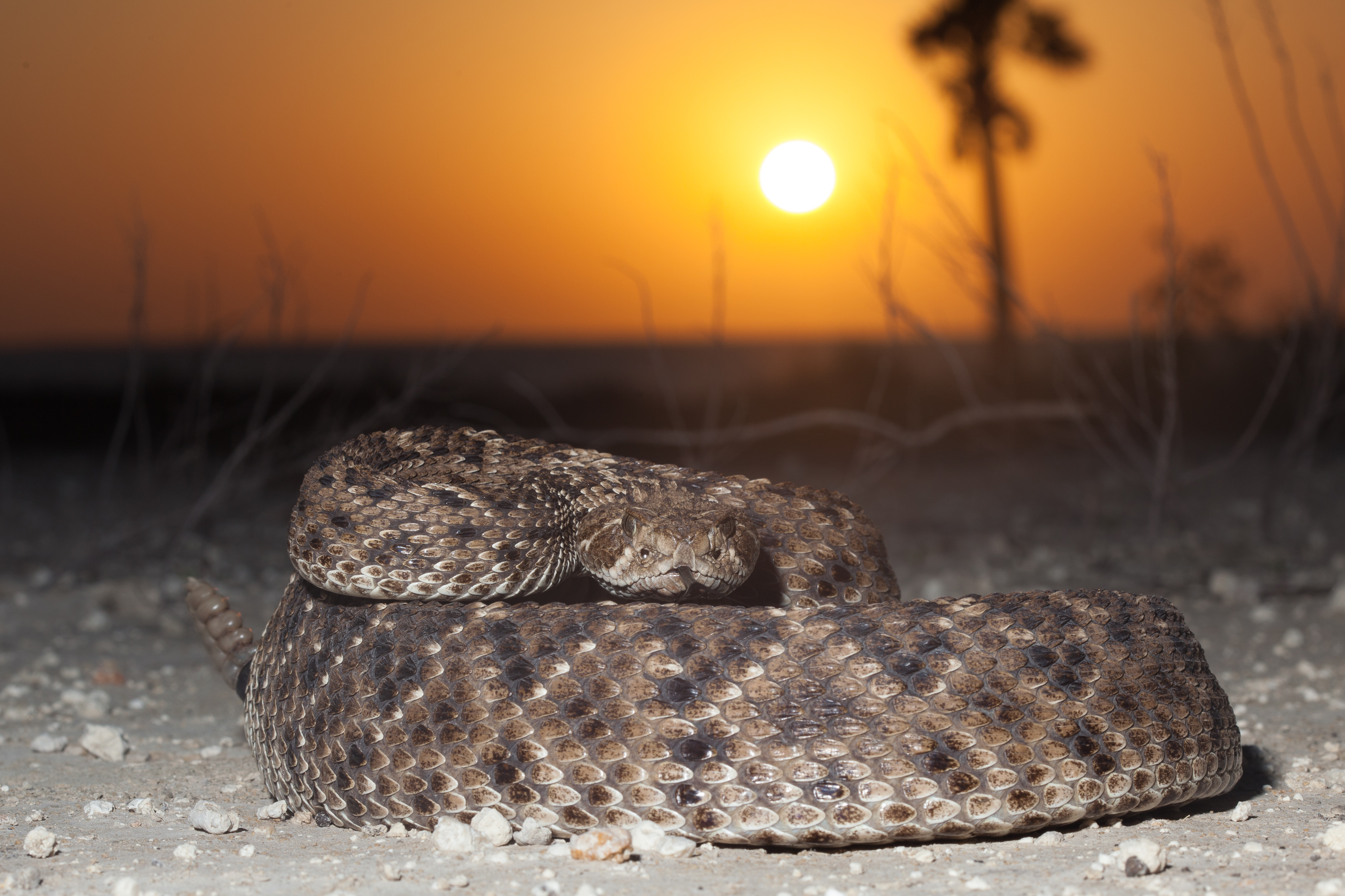 Western Diamondback