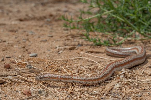 Rosy Boa