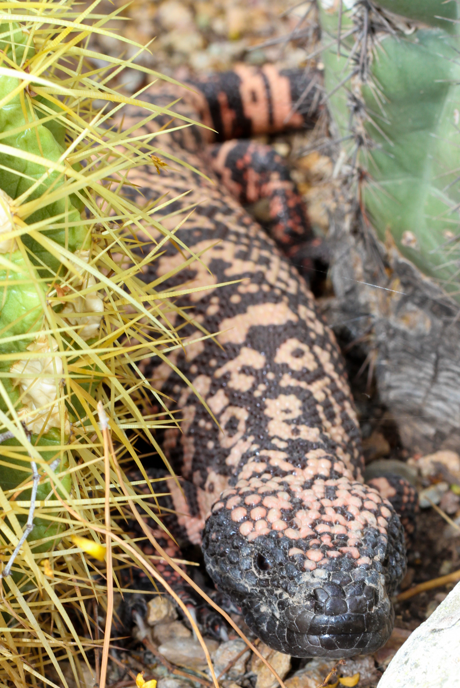 Reticulated Gila Monster, Tuscon Arizona