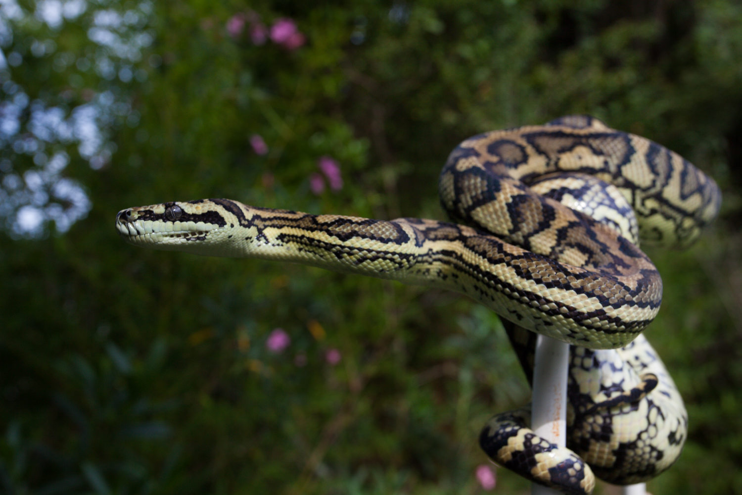 Caramel Coastal Carpet Python