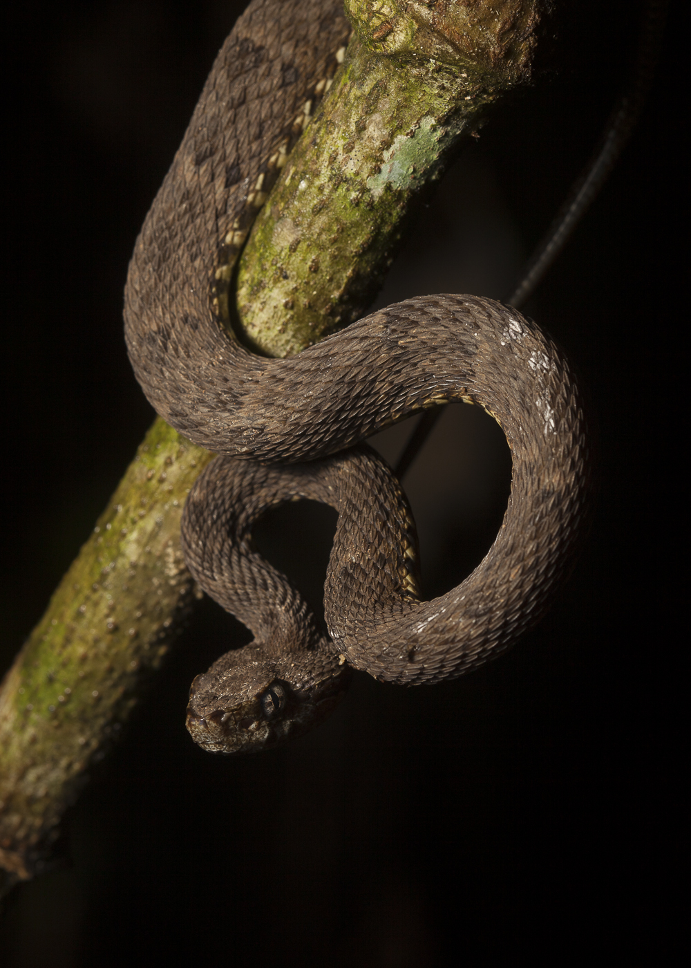 Bothrops atrox - Lancehead Viper. Ecuador, Amazonia