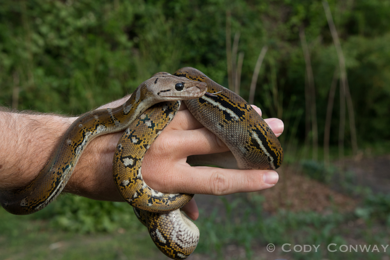 Anthrax Reticulated Python