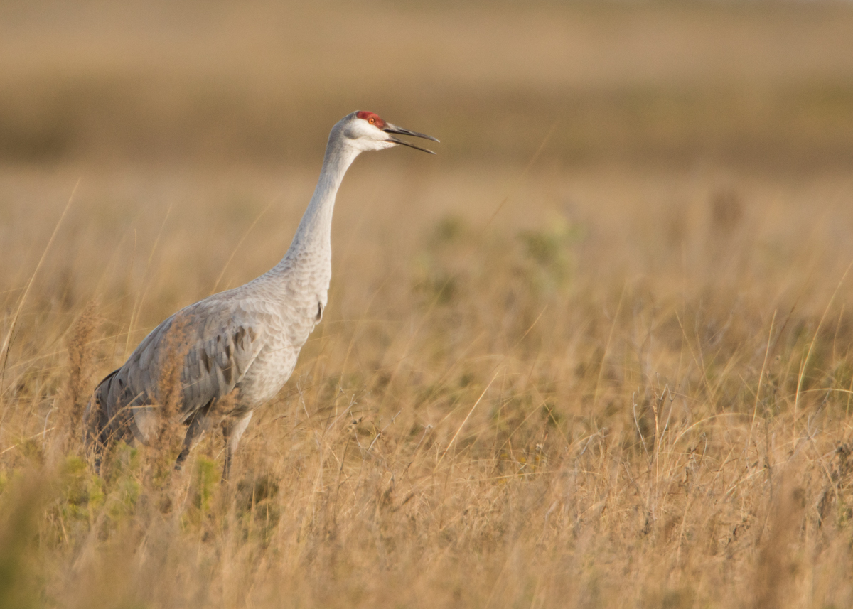 Sandhill Crane