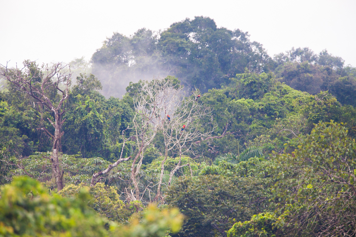 Scarlet Macaws feeding in the amazon more than 100 ft above the forest floor.