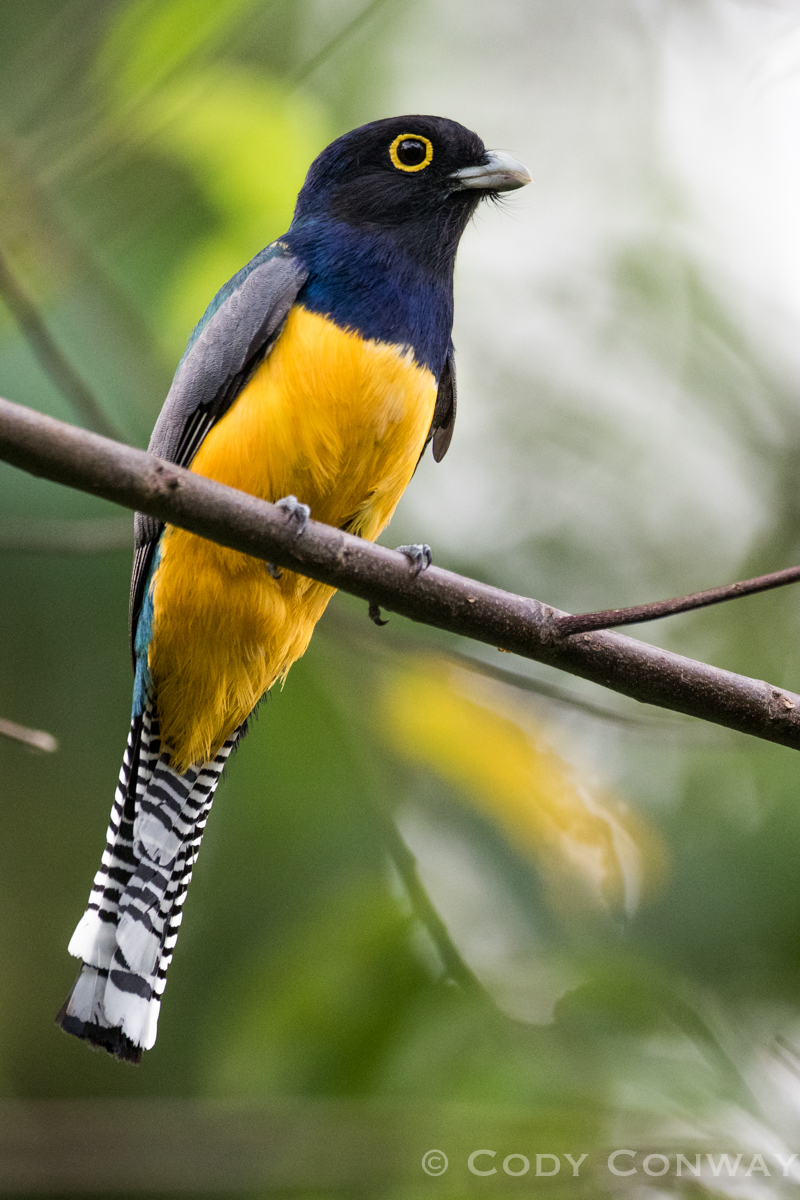 Gartered Trogon