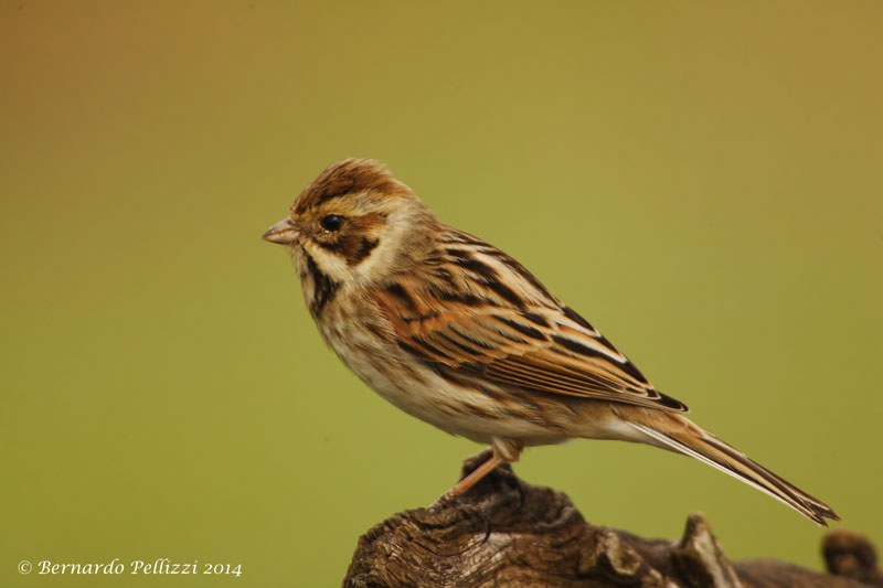 common reed bunting (Emberiza schoeniclus)