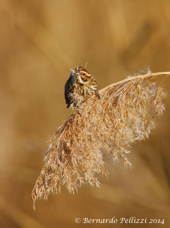 common reed bunting (Emberiza schoeniclus)