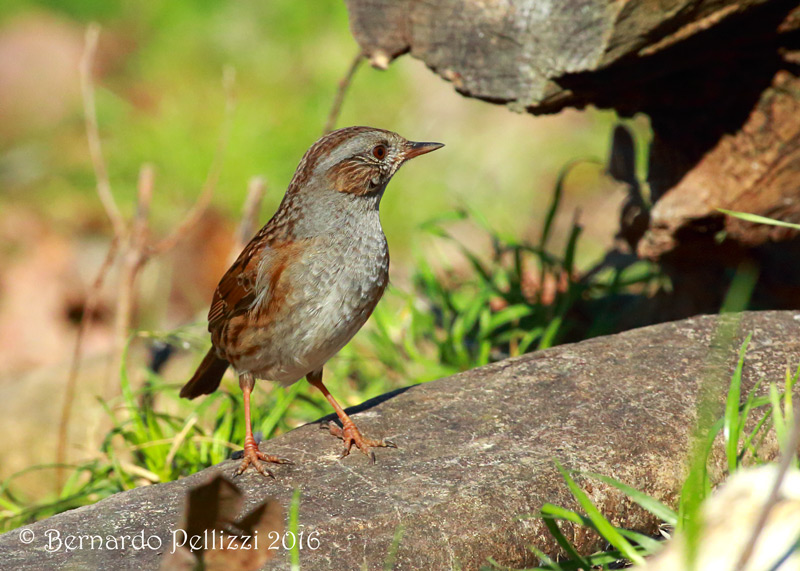 Dunnock (Prunella modularis)