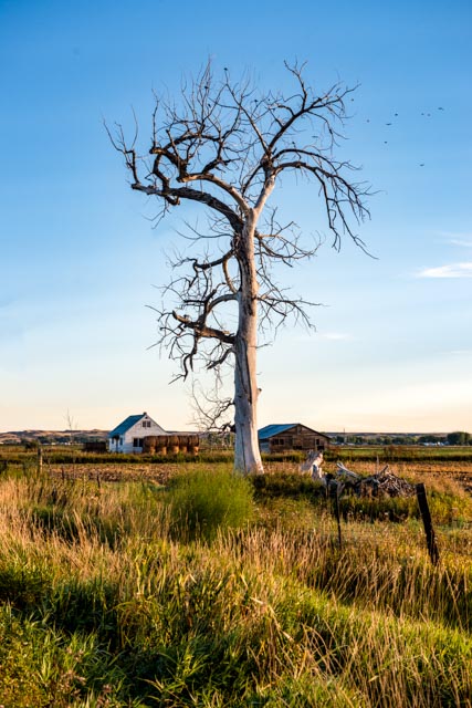 Tree Mt.jpg
