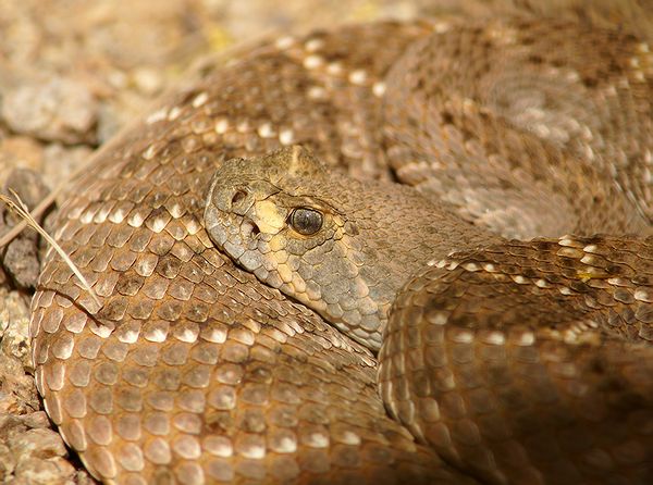 Diamondback