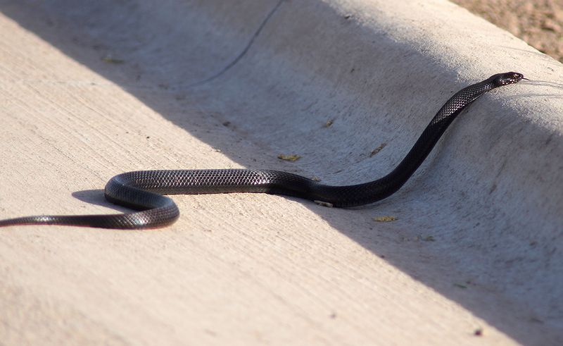 Western Black King Snake