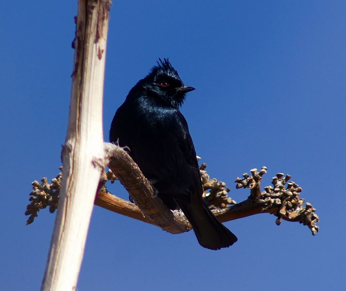 Male Phainopepla