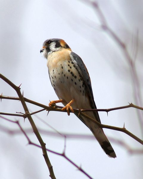 American Kestrel