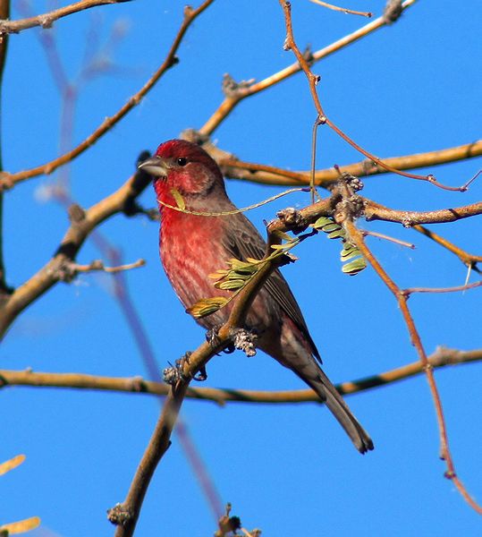 House Finch