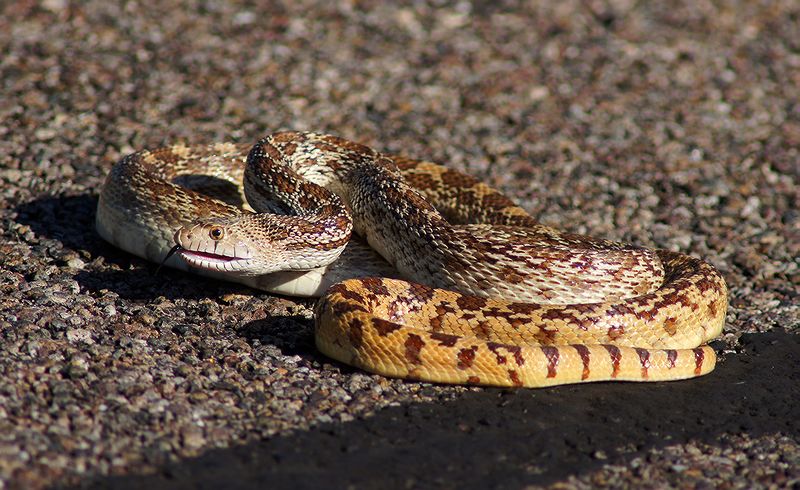 Gopher Snake